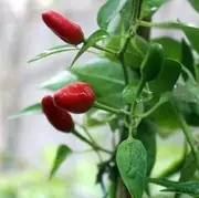 Chilli Hanoi Red Vietnam Bird Eye 10 Seeds Easy Vegetable Garden Summer Chili