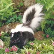 Folkmanis Skunk Hand Puppet 14" Full Body Realistic Plush Stuffed Animal