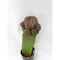 在飛比找蝦皮購物優惠-芙芮蕬仙肉）紫麗丸 編號60 嫁接品 一物一拍 多肉 多肉植