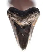 BEAUTIFUL AND CLEAN 4 INCH FOSSILSIED MEGALODON SHARK TOOTH TOP QUALITY