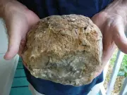 (DF848-2) 6-1/2" Fossil REAL DINOSAUR POOP Coprolite Dino Valley Utah DUNG Poo
