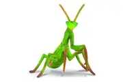CollectA - Praying Mantis Insect Animal Figurine