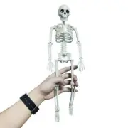 People Active Model Skeleto Anatomy Skeleton Skeleton Model Medical Learning New