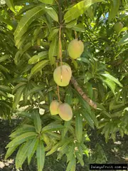 Buy Mango Keitt Grafted Fruit Trees in Australia (Mangifera indica)