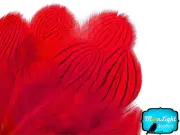 1 Dozen - Red Silver Pheasant Plumage Barred Feathers Fly Tying Jewelry Costume