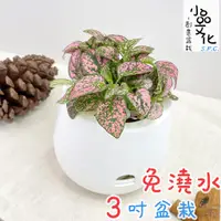 在飛比找蝦皮商城優惠-【小品文化】嫣粉蔓【現貨】3吋雪胖免澆水盆栽 室內植物 辦公