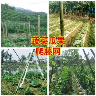 百香果架黃瓜種植網香瓜羅漢果番茄網絲苦爬藤網S種植網農用攀爬