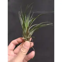 在飛比找蝦皮購物優惠-小精靈X琥珀  Tillandsia ionantha x 