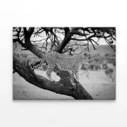 Cheetah Stands in Tree Print 100% Australian Made 90 x 60cm (Stretched)