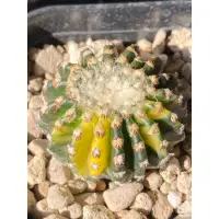 在飛比找蝦皮購物優惠-猴屍體錦-Discocactus horstii-實生仙人掌