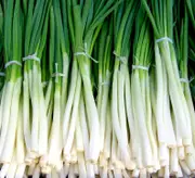 SHALLOT / BUNCHING ONION 'Ishikura Improved' seeds