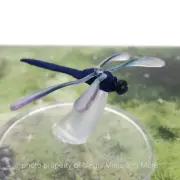 Wild Beyond Witchlight ~ GIANT DRAGONFLY #31 Icons of the Realms D&D miniature
