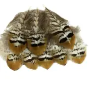 20pcs Natural Pheasant Plumage Feathers 2-4 Inches Home Wedding Decoration
