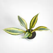 Sansevieria Golden Asahi Rare Uniqe Snake Plant