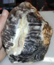 3LB 1oz RARE UV AAA Opalized Petrified Wood Rough From Blue Mountains, OR #600