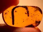 Long Curled Millipede in Burmite Amber Fossil Gemstone Dinosaur Age