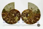 Dinosaur PAIR Ammonite Multi-Color Crystals XL 148mm 110myo FOSSIL 5.6" e4968uu