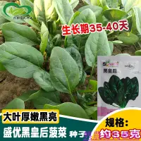 在飛比找蝦皮購物優惠-🌱🥬研優黑皇後菠菜種子【可越冬】速生大葉菠菜籽高産耐熱耐寒菠