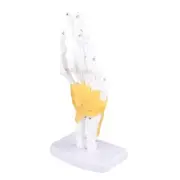 Hand Joint Skeleton Model Detachable Human Hand Teaching Model With Base DP3