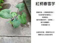 在飛比找Yahoo!奇摩拍賣優惠-心栽花坊-紅柄春雪芋/5吋盆/觀葉植物/室內植物/綠化植物/