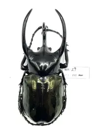 在飛比找露天拍賣優惠-Chalcosoma chiron janssensi.高卡