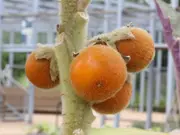 Buy Naranjilla Fruit Tree - Solanum quitoense