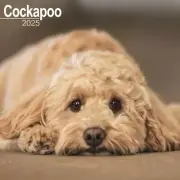 Cockapoo Calendar 2025 - Square Wall Calendar