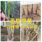 【蘆筍根苗】綠蘆筍紫蘆筍白蘆筍四季種植種苗陽台盆栽綠植家庭蔬菜苗多年採收