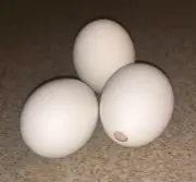 PERFECTLY HOLLOWED OUT EGG SHELLS! (1Dozen/18Count/30Count) Carton Included!