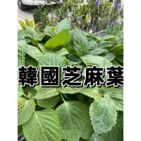 在飛比找蝦皮購物優惠-【花無缺❶號】香草 ⚇ 韓國芝麻葉   ⚉ 10-40公分 