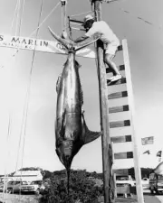 Blue Marlin In Hatteras In North Carolina 1975 Old Fishing Photo
