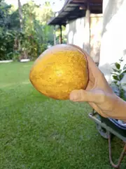Canistel Alan Carle Tree - Pouteria campechiana
