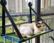 Foldable Cat Hammock Withstand Large Cats Over 60 lbs | Indoor Cat Window Perch