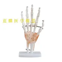 在飛比找蝦皮購物優惠-現貨【醫學模型】手骨模型成人手關節模型人骨模型 手指骨模型 
