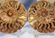 Large Ammonite Pair Great Crystal Cavity 110myo Fossil 204mm XXLG 8.2" 4340bb