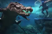 Crocodile Cage of Death Encounter - Darwin