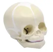 Eisco Labs Infant Skull, Human Anatomical Model - Articulated Mandible