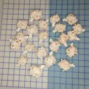 20 2-3" Conch Shells For Crafting