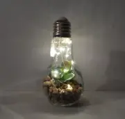 Faux Succulent LED Light Up Light Bulb Home Decor Cheerful CHD798 *NEW* Style 1