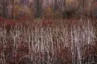 Teasel and Rosehips III by David Lorenz Winston Late Fall Meadow Art Print 18x12