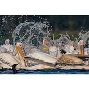 Save 5.00%! Ranthambore Safari | Bird Watching | Agra & Delhi from Jaipur