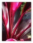 Wall Art Canvas Artwork Burgundy Print Red Botanical Mauve Nature Leaf Pink