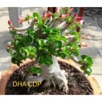 在飛比找蝦皮購物優惠-DHA KHZ CDP Medusa Arabicum PB