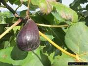 Fig Catalogna Tree - Ficus carica