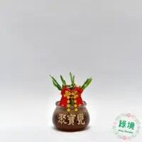 在飛比找蝦皮購物優惠-盆栽 小品 開運竹 辦公室開運小品 富貴竹 招財 聚寶盆 水