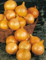 Onion - Early Pukekohe Long Keeper seeds