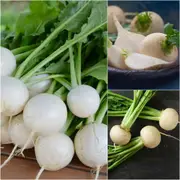 Turnip - Tokyo Market seeds