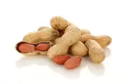 Roasted Peanuts Salted Fresh Nuts Natural Israeli Food 210 gram 7.4 oz