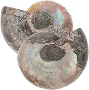 FOYTOKI Rare Madagascar Stone Gem Natural Ammonite Rough Stone Conch Necklace Boys and Girls Learning Toy