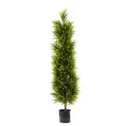 [Florabelle Living] Cypress Pine 1.5M